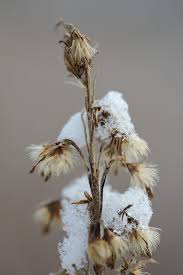 If you make an 8 x 12 of the full frame at 300ppi, both prints would yield exactly the same magification. The Best 105mm Lenses For Speed Macro Or Zoom Diy Photography