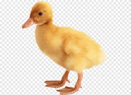 Baby ducks rubber duck, anmiated duck s, bathroom, vertebrate png. Baby Ducks American Pekin Desktop Monster Hunter 4 Duck White Animals Png Pngegg