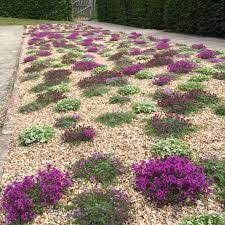 Flowering Thyme In A Gravel Bed Sissinghurst Garden Lawn Ground Cover Plants