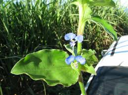 Image result for Commelina benghalensis
