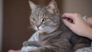 Not big, not too small, not too long, not too short, they are just right. Do American Shorthair Cats Like Cuddles My British Shorthair