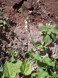 Image result for Buchnera leptostachya