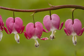 Image result for Fumariaceae