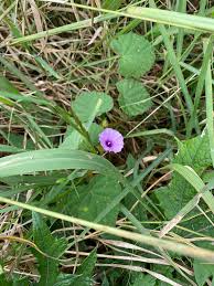 Image result for Ipomoea wightii