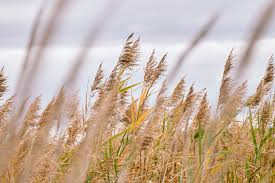Image result for Phragmites