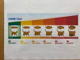 Chonk scale in the exam room at the vet! : rcats