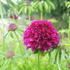 Scabiosa Columbaria Gelato Blueberry Skabiose Stauder Blomster Gelato