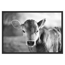 Black And White Canvas Pictures Uk East Urban Home Young Calf Framed Art Print In Black And White Canvas Home Canvas Prints Framed Art Prints