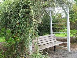 Image result for Bonamia