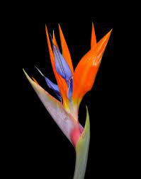 Http Th09 Deviantart Net Fs5 Pre I 2004 345 8 A The Bird Of Paradise By Tsana Jpg Birds Of Paradise Flower Paradise Flowers Unusual Flowers