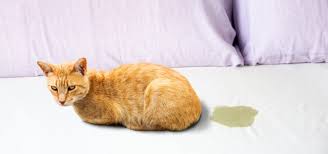 Dabei stupst einen die katze mit dem kopf an. Der Kater Markiert Ursachen Und Losungen Auf Tierheim De