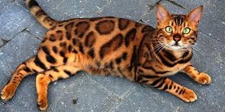 Bengal Kedisi Ozellikleri Ajanimo