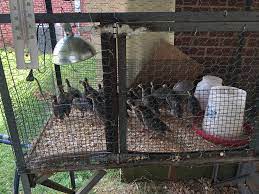 We did not find results for: New Guinea Rancher Roost Question Guinea Fowl Forum At Permies