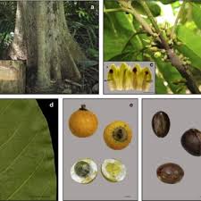 Image result for Pouteria pseudoracemosa
