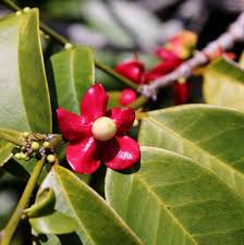 Image result for Heisteria