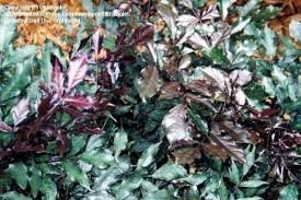 Image result for Leea guineensis