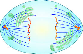 Try this worksheet on plant cell and animal cell (comparison diagram pdf). 7 3 Mitotic Phase Mitosis And Cytokinesis Biology Libretexts