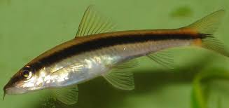 How to remove pond algae. The Best Algae Eater Pond Fish Fish Tank Club