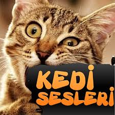 Amazon Com Kedi Sesleri Appstore For Android