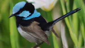 How to attract fairy wrens to your garden. Fairy Wrens Not As Innocent As They Look Daily Telegraph