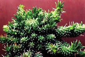 Image result for Euphorbia dawei
