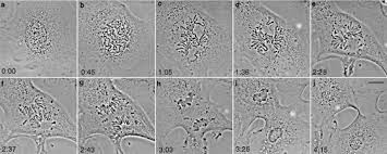 We did not find results for: Re Staging Mitosis A Contemporary View Of Mitotic Progression Nature Cell Biology