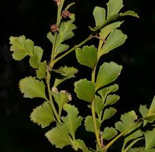 Image result for Phyllocladus