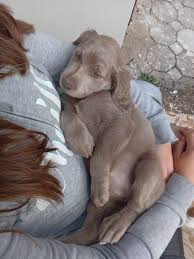 Image result for výmarský dlouhosrstý ohař