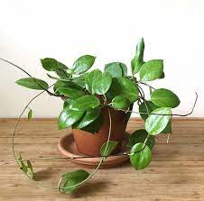 The Top 5 Hoya Care Mistakes How To Correct Them Stamen Stem Hoya Plants House Plant Care Plant Care