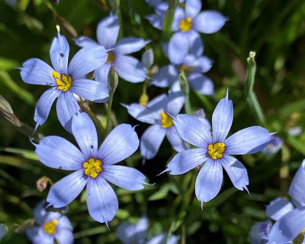 Blue-Eyed Grass Blooms for Bees and Butterflies - Virginia Native Plant Society