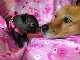 So you can come down and socialize. Teacup Pig Micro Mini Teacup Pigs Juliana Pigs For Sale In Newton Falls Ohio Mini Teacup Pigs Teacup Pigs Pet Pigs