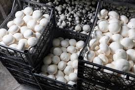 How to start growing mushrooms getting started growing mushrooms couldn't be easier. Smart Automation Heralds A New Era In Mushroom Growing Food And Drink Technology