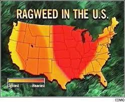 Ragweed Allergy Ent Docs Ragweed Allergy Ragweed Allergies
