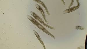 Otrzymaj 40.000 s stockowego materiału wideo protozoa with microscope. Diatom Algae Cell Walls Made Stock Footage Video 100 Royalty Free 15494737 Shutterstock