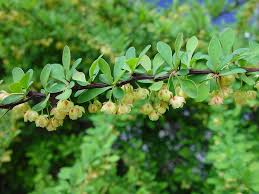 Image result for Berberis thunbergii