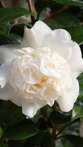 Pin On Camellias