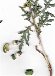 Image result for Jatropha erythropoda