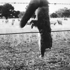 Their buildzoom score of 91 ranks in the top 37% of 222,249 texas licensed contractors. Pdf Barbed Wire Fencing As A Hazard For Wildlife