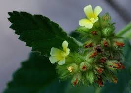 Image result for Malvaceae: Byttnerioideae, Helicteroideae