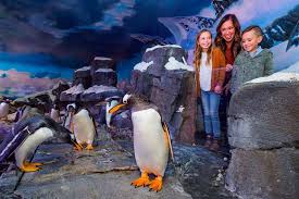 191 видео 484 просмотра обновлен 29 янв. Penguin Encounter Experience Wonders Of Wildlife