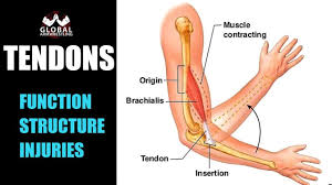 Ligaments connect bone to bone and tendons. Tendon Structure And Function What Are The Tendons And What They Do Youtube