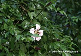 Image result for Rothmannia longiflora