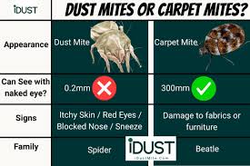 Image result for Dust mite
