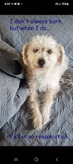 There is a chihuahua lost near wedgewood dr in Fox Mill Estates. He will  not come close but keeps going in street. Scared he will get hit by car if  no one