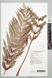 Image result for Todea