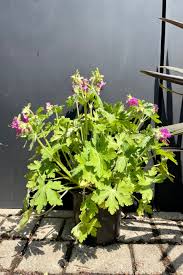 Image result for Geranium vagans