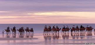 Directed by byambasuren davaa, luigi falorni. Weekendish Australian Camels And A Boring Beekeeper Bbc News