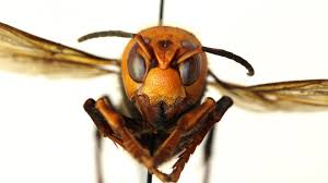 Giant 'murder hornet' is in U.S. to stay, will eventually reach ...