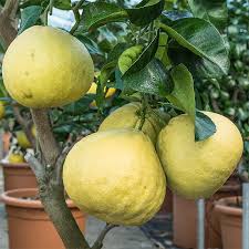 Maybe you would like to learn more about one of these? Pomelo Oscar Tintori Nurseries Worldwide Citrus Plants