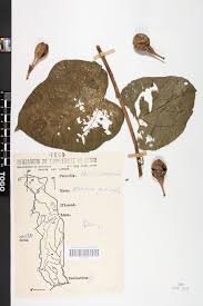 Image result for Adenia rumicifolia